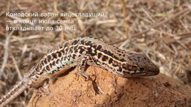 Это просто шок Комодский варан новый вид смотреть онлайн