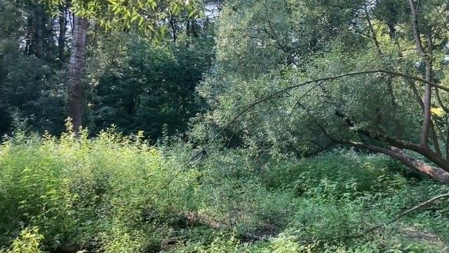 Песня Присциллы (укулеле) смотреть онлайн
