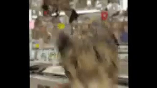 #флексит #танец #10часов #10hours  Кот  флексит  10 часов