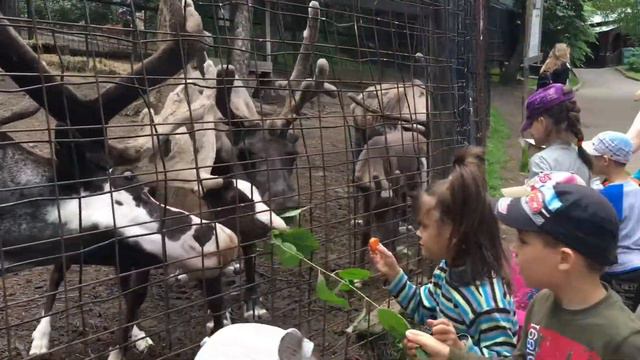 Родная природа, друзья и движение… Отличное у всех настроение! смотреть онлайн