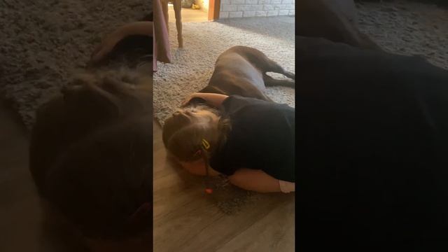 Лабрадор и ребёнок. Лабрадор и дети. Лабрадор в квартире. смотреть онлайн