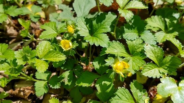 Дюшенея | Жизнь в Адлере смотреть онлайн