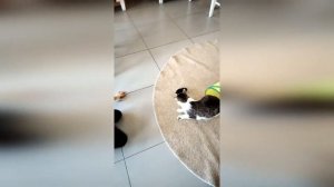 КОТО - КАФЕ ! КУШАЕМ И ИГРАЕМ С КОШКАМИ В КАФЕ !