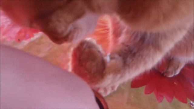 Кот ест оливки смотреть всем смотреть онлайн