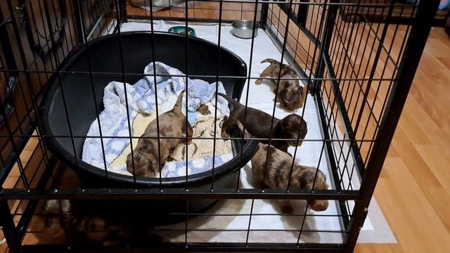 щенульки любознательные? смотреть онлайн