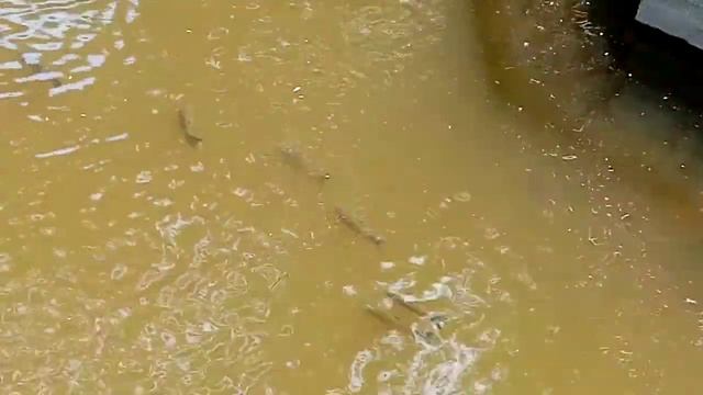 Крупная рыбка водится в пруду парка шерстяник смотреть онлайн