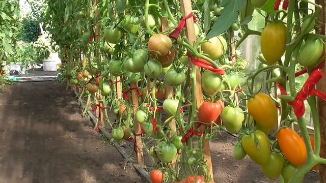 С КАКИХ ТОМАТОВ МОЖНО БРАТЬ СЕМЕНА? Ольга Чернова. смотреть онлайн