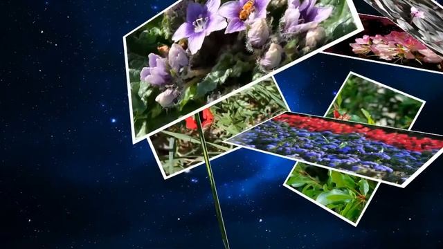 Израиль Цветы смотреть онлайн