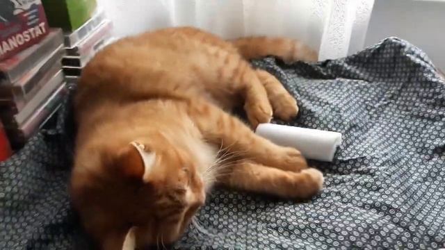 Новое место для сна и игр кошек. смотреть онлайн