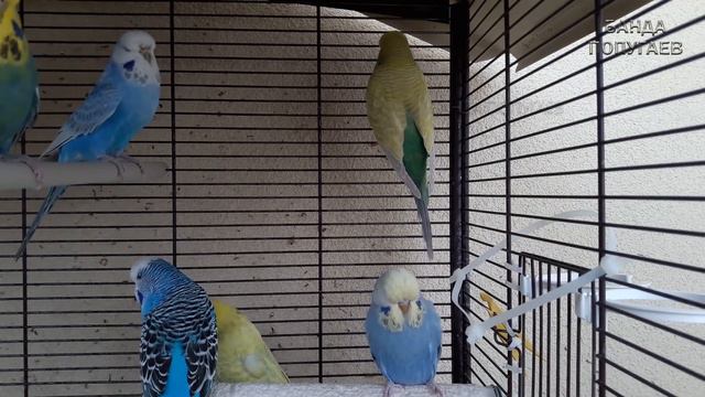 🎤 Учим попугая по имени Фреш говорить, видеоурок 1: "Фреш хорошая птичка" смотреть онлайн