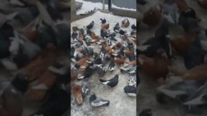 Голуби Курска