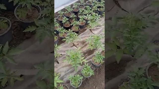 Томат 2022 Пинк хит и Капонет смотреть онлайн