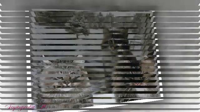 МЯГКИЕ ПУШИСТЫЕ смотреть онлайн