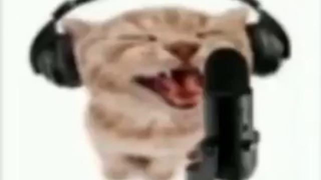 музыкальный кот смотреть онлайн