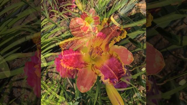 Отцветающие лилейники обрезаю.По возможности убираю всю засохшую листву.Полив.жара под 40 смотреть онлайн