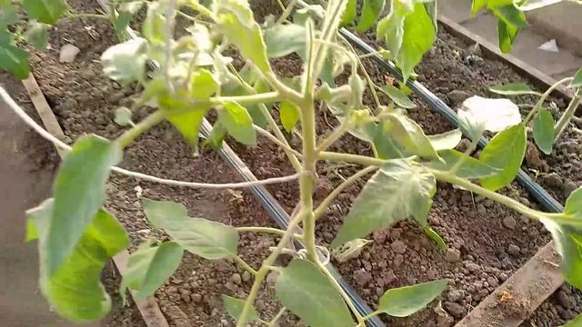 Вариегатные томаты - Красота ??? смотреть онлайн