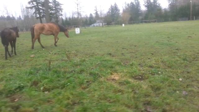 Dun kiger mustang смотреть онлайн