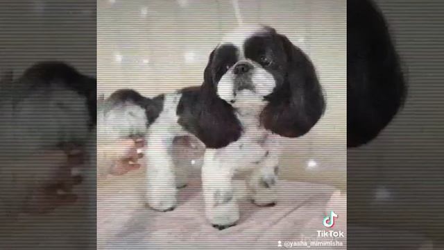 Шитцу Яша подстригся)) смотреть онлайн