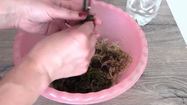 Размножение орхидей в пластиковой бутылке без цитокининовой пасты смотреть онлайн