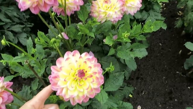 Георгиновый рай! / Коллекция георгин Латвийского университета