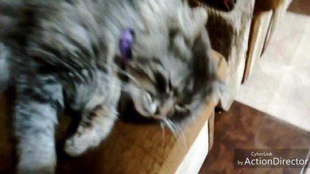 Крутой и милый кот по имени Тайсон смотреть онлайн