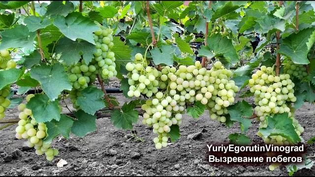 ? Вот почему я так никогда не делаю для вызревания ягод и лозы. Что можно? А что нельзя? смотреть онлайн