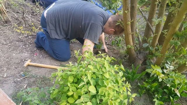 #ЯгодыГоджи #Посадка Мы сажаем ягоды Годжи в грунт (26.04.2020 г) смотреть онлайн