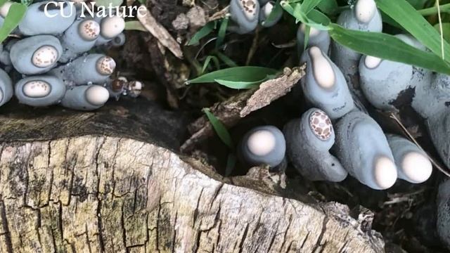 CU Nature: Dead man's fingers fungus смотреть онлайн