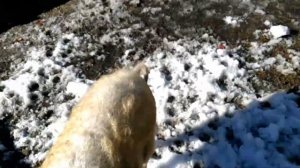 Половое созревание Венгерской Мангалицы