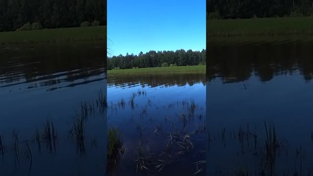 Ловля щуки на поплавок и живца. #shorts #рыбалка #fishing #щука #рыба #живец #поплавок смотреть онлайн