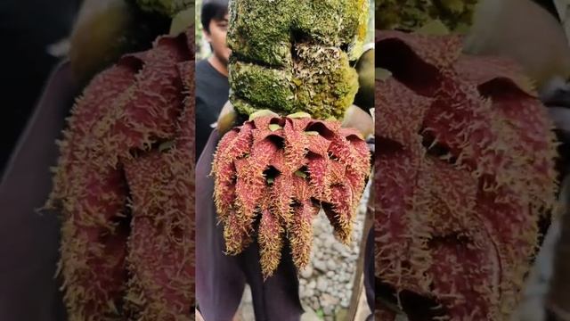 Bulbophyllum phalaenopsis смотреть онлайн