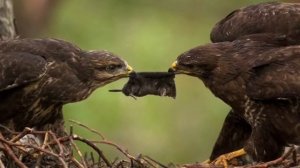 30 сентября / Как орёл учит летать своих птенцов?