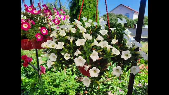 Петунії 2021-2022  #українськесело