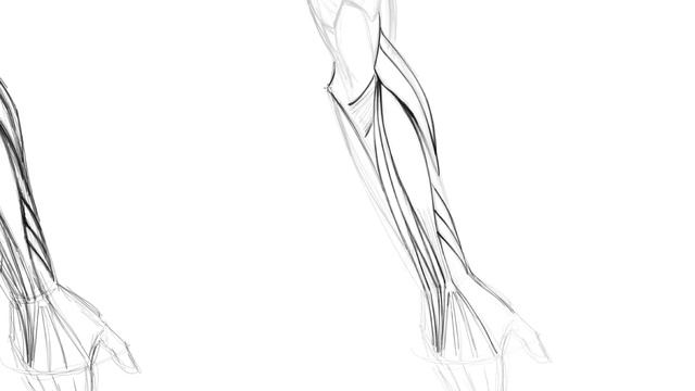 Lesson 04. Drawing the back of the Arm Refinement смотреть онлайн