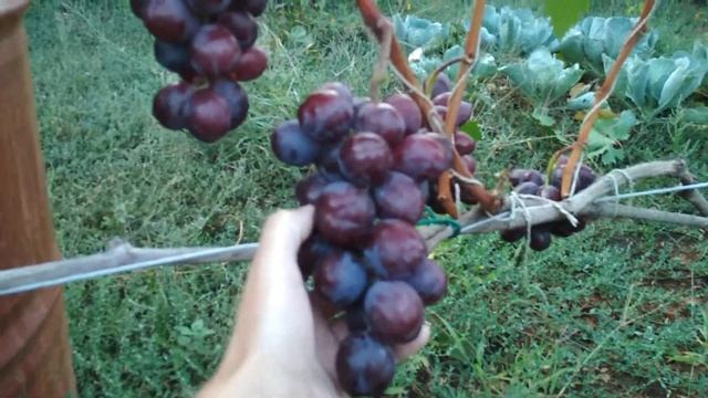 Виноград Эверест 2019. Селекция Павловского Е.Г. смотреть онлайн