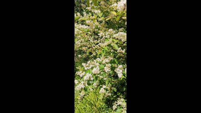 Уикенд с детьми. Сочинский Дендрарий. смотреть онлайн