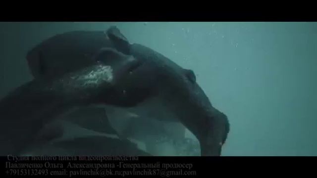 Осетровая ферма №1 (г. Пушкино, МО) смотреть онлайн