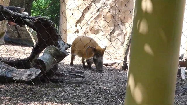 The Peoria Zoo's Africa | Ep. 5 смотреть онлайн