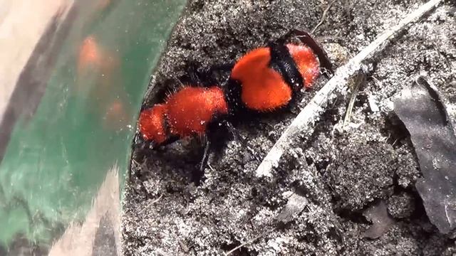 Giant Velvet Ant "cow killer" 1080P close up!!! смотреть онлайн