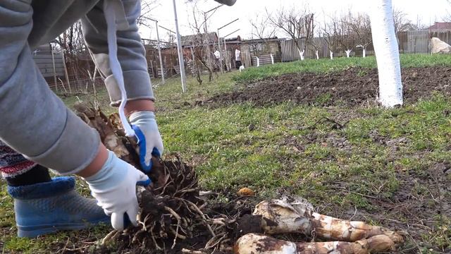 Привожу в порядок клумбу🌹🌹🌹 Выкопала дорогую лилию 😍😎Какая у нас рассада 🌾Кубань Станица смотреть онлайн