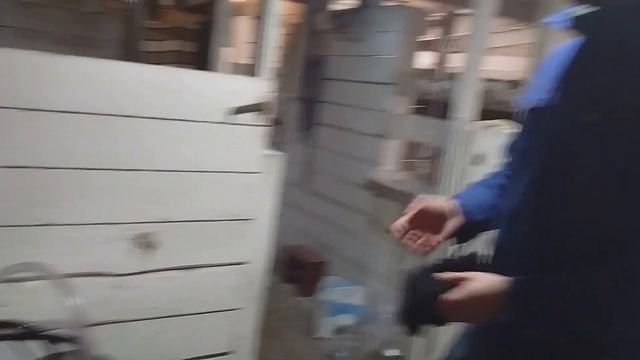 Купили доильный аппарат Melasty Турция на 4 козы смотреть онлайн