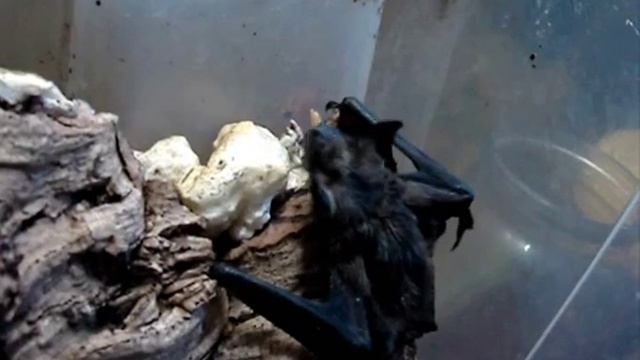 Brandt's Bat | Летучая мышь ночница Брандта (Myotis brandtii) смотреть онлайн