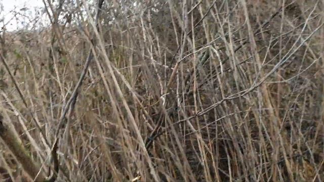 Ловля певчих птиц 2020. Ловля щеглов и реполовов. смотреть онлайн