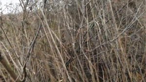 Ловля певчих птиц 2020. Ловля щеглов и реполовов.