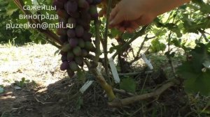 Виноград  Эталон и сравнение его с Байконуром, Шарада UA ()Пузенко Наталья Лариасовна