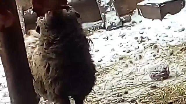 Шок баран ест мясо ????? смотреть онлайн