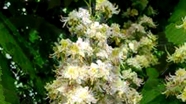 Украинские песни. Білі каштани