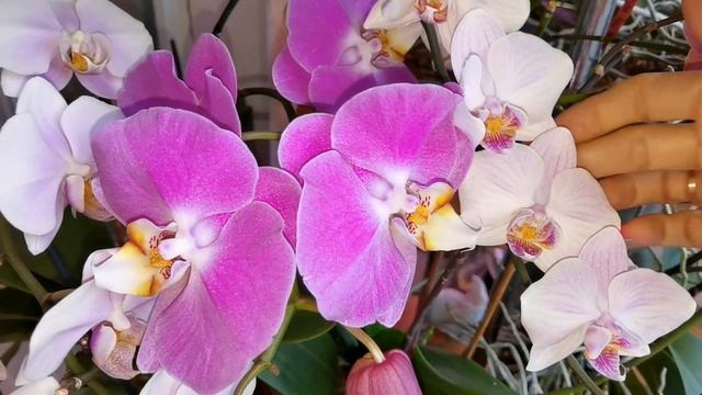 Орхидеи ГОТОВИЛИСЬ меня встречать. Две недели без хозяйки. смотреть онлайн