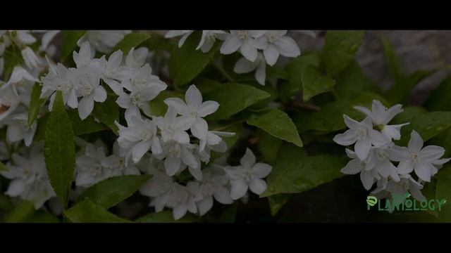 Nikko Deutzia смотреть онлайн