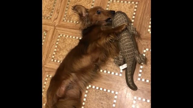 Чтение стихотворения Марины Корнач о собаке. Ко дню поэзии смотреть онлайн